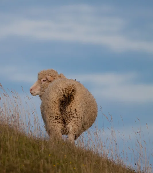Опрос овец Дорсет — стоковое фото