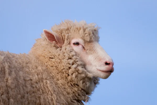 Dorset koyun anket — Stok fotoğraf