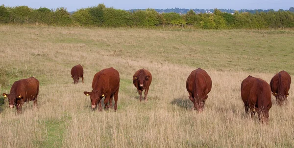 Grazing Red Devon Steers — Stock Photo, Image