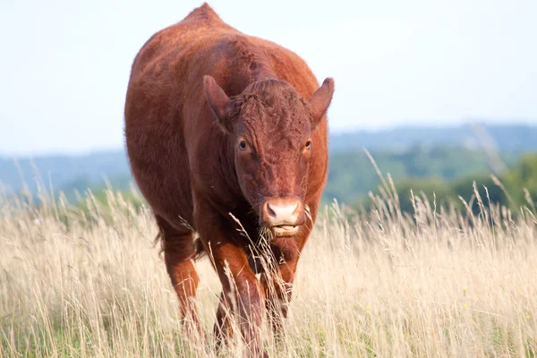 Tek kırmızı devon steer — Stok fotoğraf