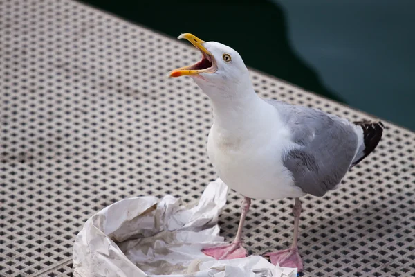 Chamando a gaivota — Fotografia de Stock