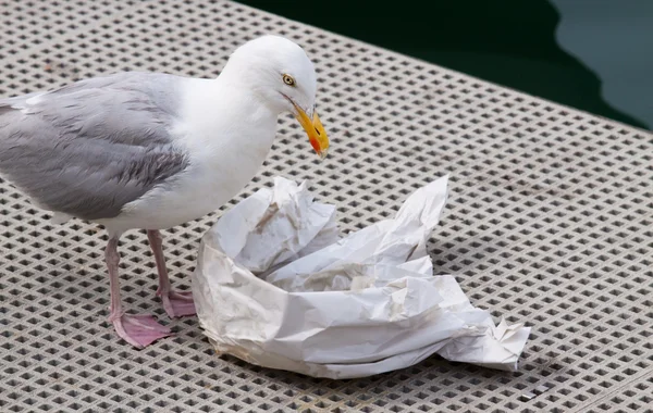 Seagull eating remains of fish and chips — Stock Photo, Image
