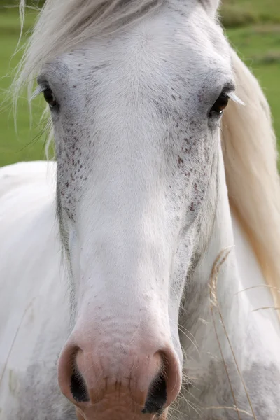 Полное лицо серого коня. — стоковое фото