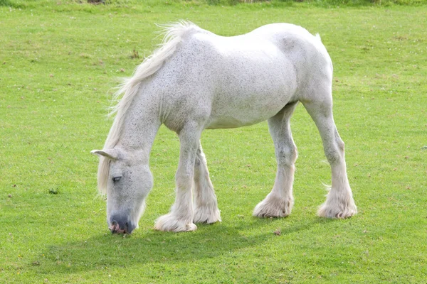 風に吹かれた灰色の馬 — ストック写真