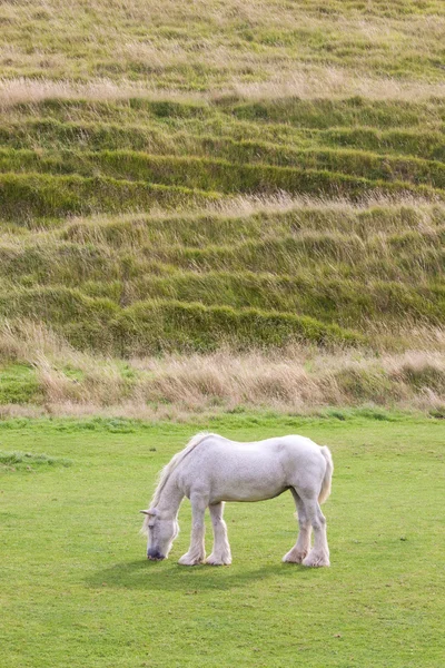 Grijze paard grazen — Stockfoto