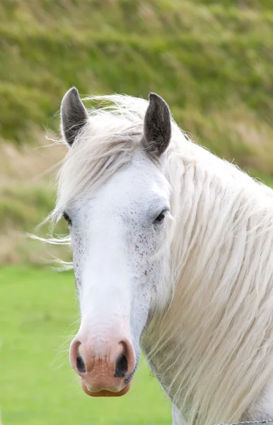 風に吹かれた灰色の馬 — ストック写真
