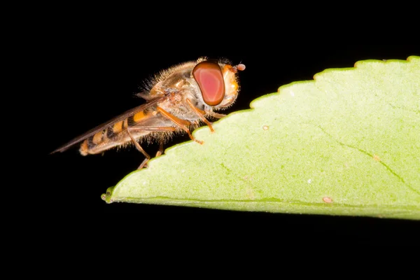Hoverfly on a leaf — Stock Photo, Image