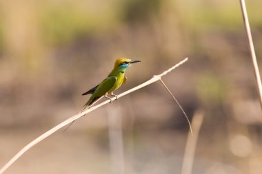 Yeşil arı yiyici (Merops orientalis)