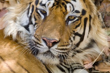 Bengal Tiger (Panthera tigra) clipart