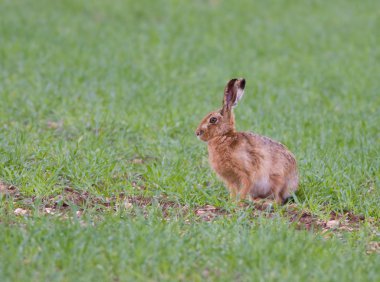 Avrupa kahverengi tavşanı (Lepus europaeus)