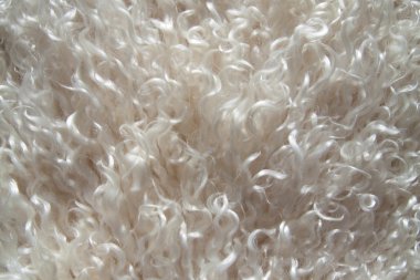 Angora yünü yakın çekim