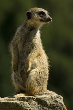 çöl faresi (suricata suricatta)