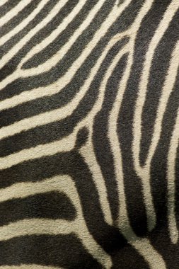 ayrıntı zebra çizgili