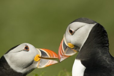 Puffins çift bağ