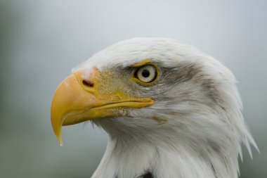 baş portre Amerikan kel kartal