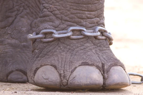 stock image Hobbled foot of an Indian Elephant