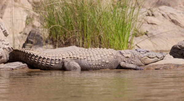 Crocodilo mascarado indiano — Fotografia de Stock