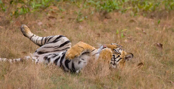 Tigre de Bengala (Panthera tigra ) — Foto de Stock