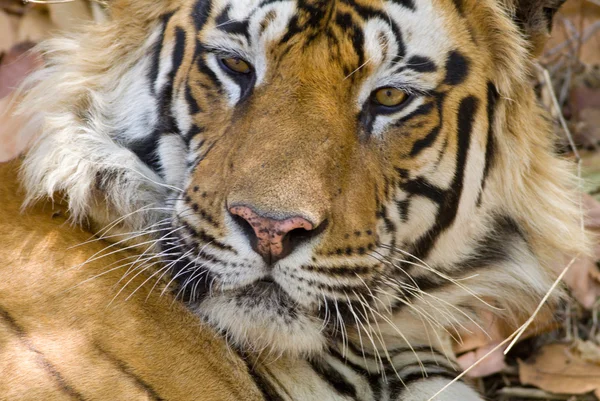 Tigre de Bengala (Panthera tigra ) — Foto de Stock