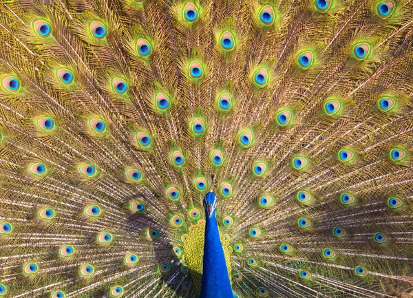 Peacock Affichage — Photo