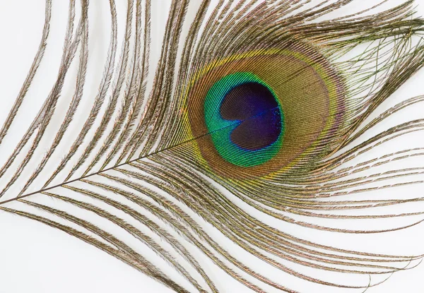 Primer plano de una pluma de pavo real aislada — Foto de Stock