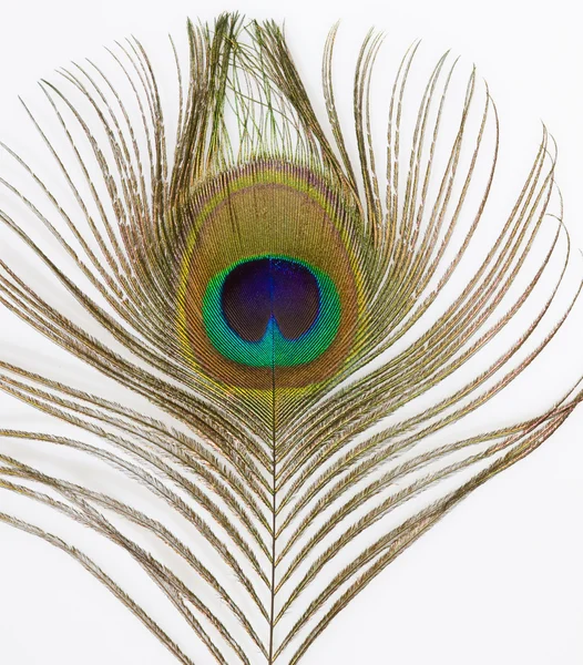 孤立した孔雀の羽のクローズ アップ — ストック写真