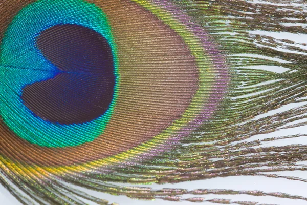 Primer plano de una pluma de pavo real — Foto de Stock
