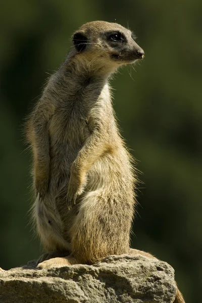 stock image Meerkat (Suricata suricatta)