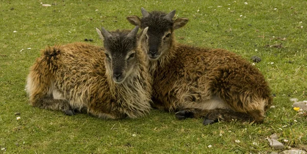 Soay schapen lammeren — Stok fotoğraf