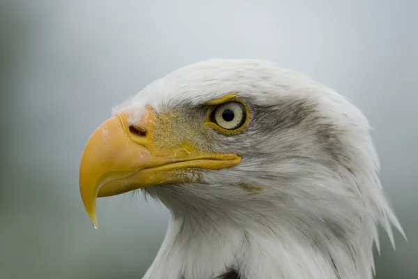 Head portrait American Bald Eagle
