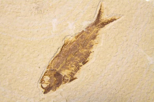 Fossil Fish Royalty Free Stock Images