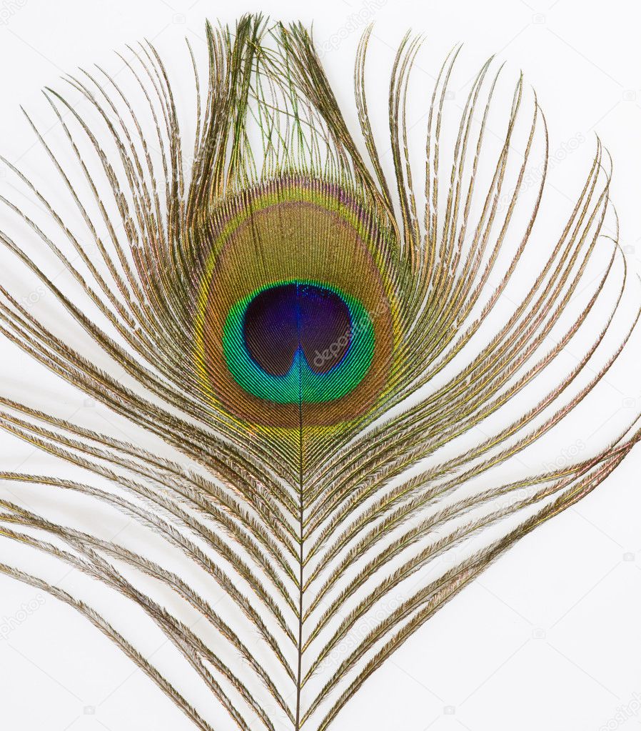 Close up of an isolated Peacock Feather