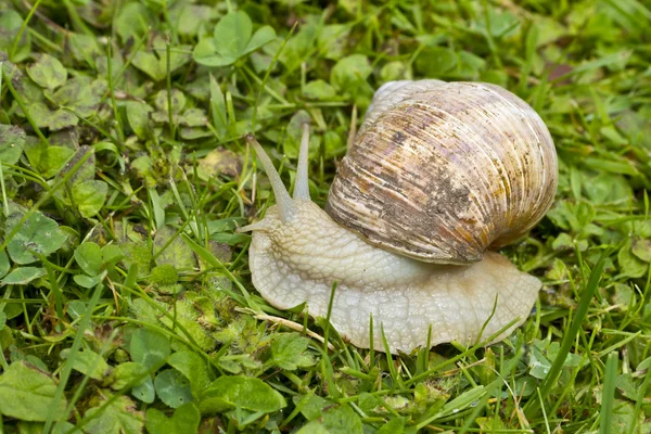 Roman, Burgundian or Edible Snail (Helix pomatia) — Stock Photo, Image