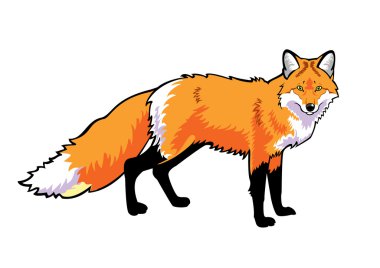 Red fox clipart