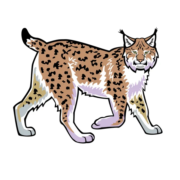 Lynx wild cat — Stock Vector