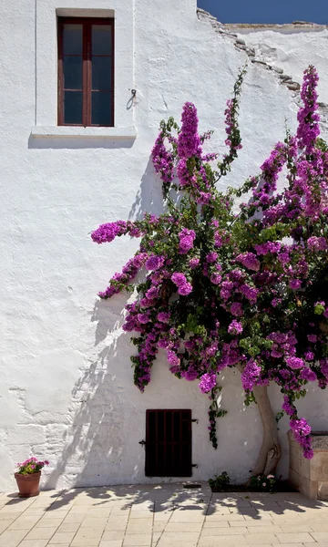 stock image Flowers on a white wall