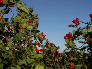 Funda rose HIPS