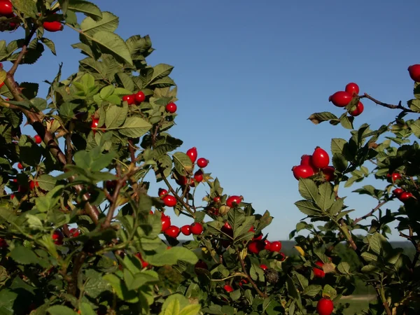 stock image Shrub rose hips