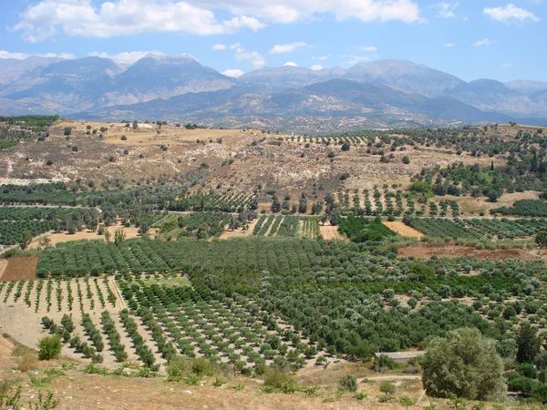 Оливковые рощи — стоковое фото