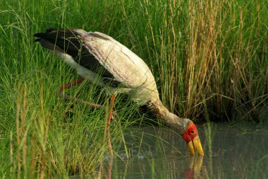 Sarı Bill gölet suda gölet ve göllerde Stork