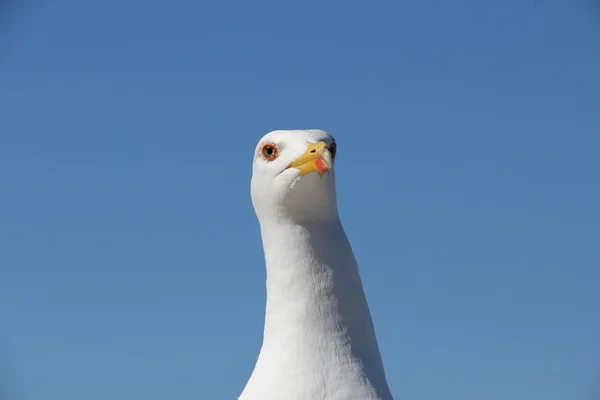 Zły Seagull zbliżenie — Zdjęcie stockowe