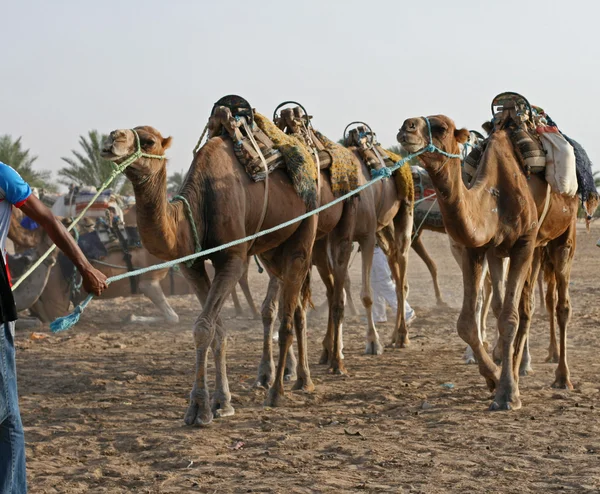 Camel Images De Stock Libres De Droits