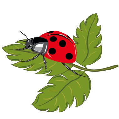 Ladybird sitting on the green leaf