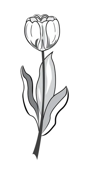 Schwarze und weiße Tulpe — Stockvektor