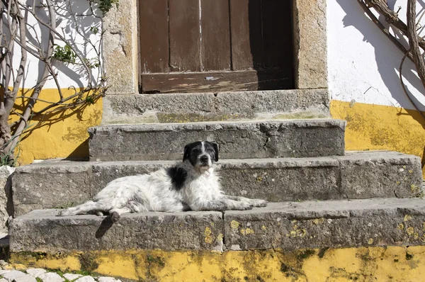Old dog on stairs, Obidos, Portugal