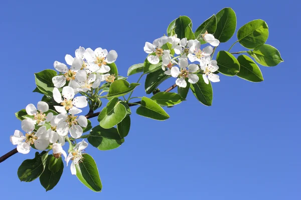 Flowers bloom on a branch of pear — Stock Photo, Image