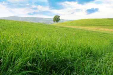 yeşil çim alan ve ağaç, Polonya