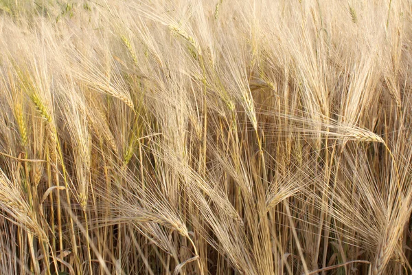 Arpa (buğday) kulakları closeup