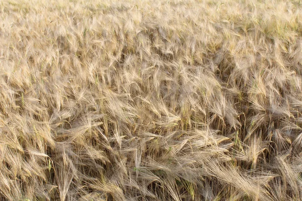 stock image Field of barley (wheat)