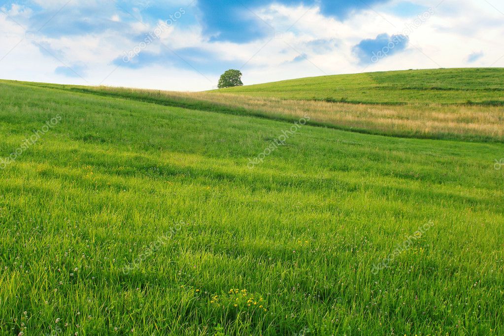 Green grass field landscape Poland